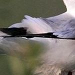 IMG_4561 Mouette rieuse